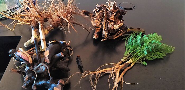 Im Chiemgau verwurzelt